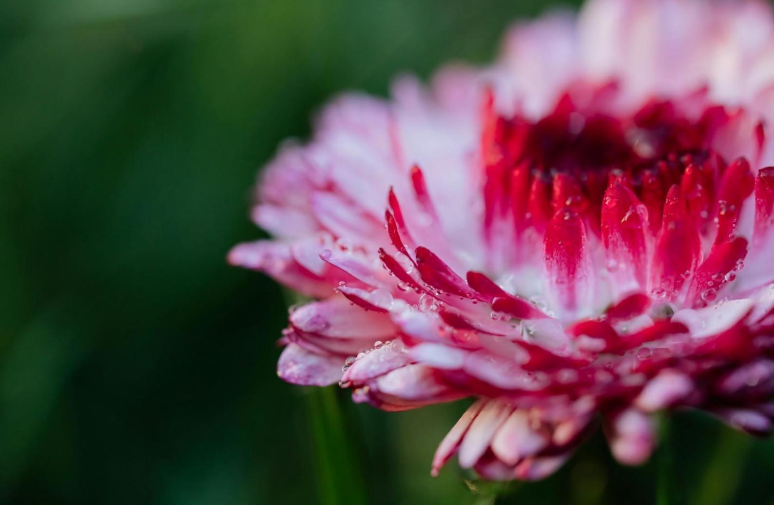 Elegant wedding decoration setup showcasing floral arrangements and ambient lighting