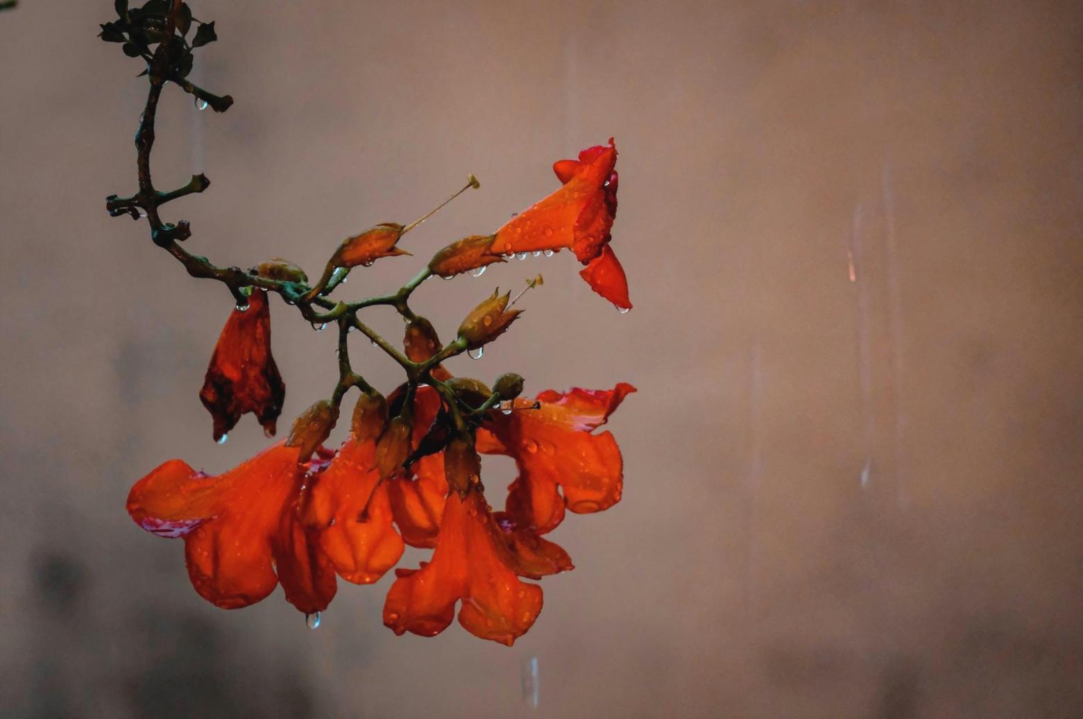 Professional decorator arranging elegant table settings with fine linens and decorative elements